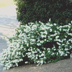 Exochorda macrantha 'The Bride'